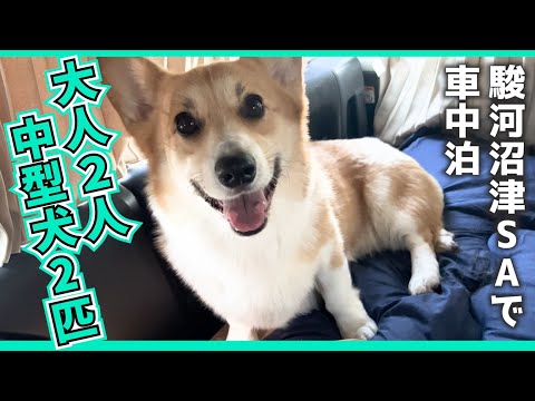 【駿河沼津SA】大人2人と中型犬2匹でSA仮眠！想像以上に快適でした【コーギー】