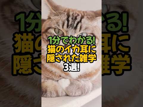 【知らないと損】猫がイカ耳になる本当の理由3選!🐾1分で解説!