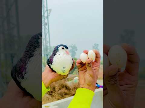 Kabutari Ne Ande De Diye 🥰 #shorts #ytshorts #minivlog #kabutar #kabutarkivideo #pets