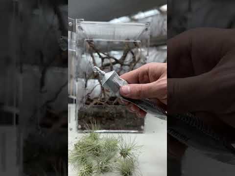 Building a tiny bioactive terrarium for some baby lizards! #HerpTime #lizard #terrarium #shorts