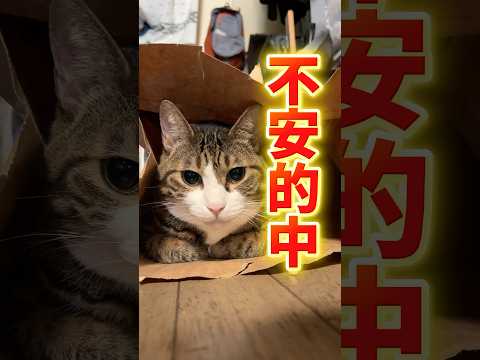 バイク合宿から帰宅した三男と家族・猫たちの心温まる再会 サムネイル