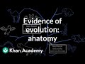 Exploring Anatomical Evidence in Evolution