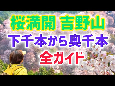 吉野山 2024 桜満開！絶景の千本桜 全ガイド