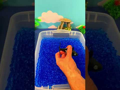 Dig for Orca Toys!  #KidsLearning