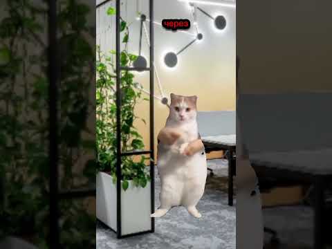 заработал 1М$ через неделю?#хочуврек#котики#футажи#shorts