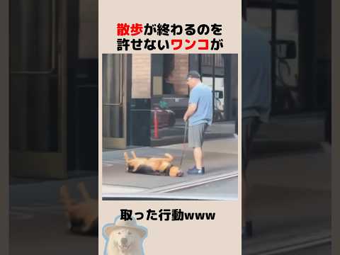 散歩が終わるのを許せない犬