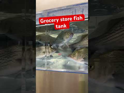 Grocery store fish tank #music #remix #newmusic #f 