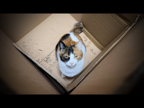 猫を封印します。