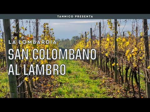 San Colombano, il vino dei milanesi, e l'azienda Banino | Tannico