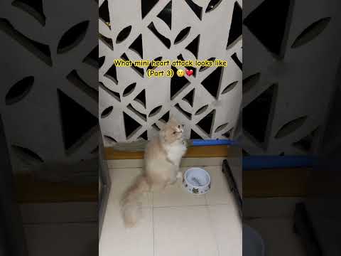 What mini heart attack looks like (Part 3) - Charlie seriously! 😢💔 #viral #cat #shorts