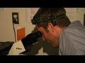 Engineered Muscles and Their Functions