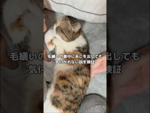 犬の動画サムネイル - 舐めてるそれは前足じゃなくてあごやで？あごニキビできててごめんな。 #毛繕い #エキゾチックショートヘアー #shorts