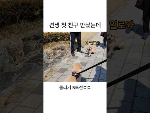 견생 첫 친구 만났는데, 물리기 5초 전