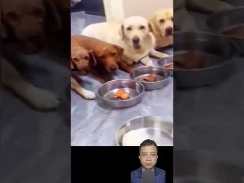 น้องหมาน้อยใจที่ไม่ได้น่องไก่