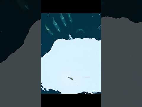 Wildlife #reaction #trending #shortsvideo #love #comedy