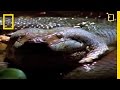 Anaconda's Hunting and Mating Behavior