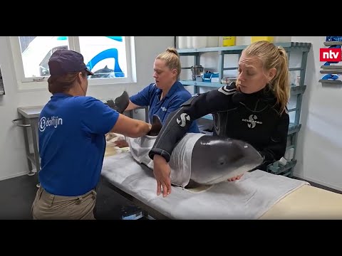 Delfin-Hotel pflegt kranke Schweinswale gesund - Jaenicke unterstützt Spendenprojekt | ntv