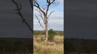 Two Leopards, One Kill