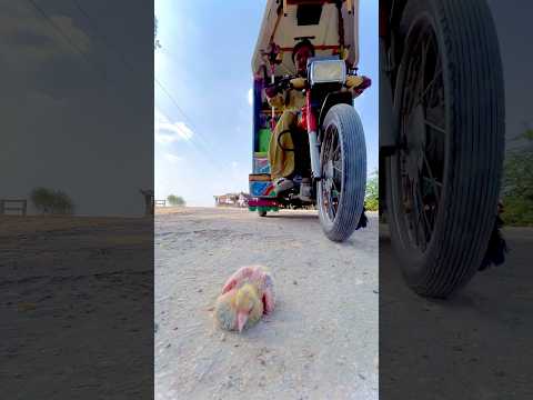 Kabootar ke bache ko kise ne bhi nhi uthaya 😭ye bujbaan hai rasti dekhe ke calye 🙏#youtubeshorts