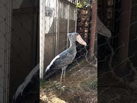 #ハシビロコウ #飛ぶ