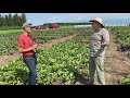 Genetic Engineering in Agriculture