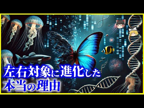 【ゆっくり解説】動物の99%は左右対称!?動物が左右対称に進化した理由を解説/非対称な生物との違いは？内臓が左右対称でない理由は