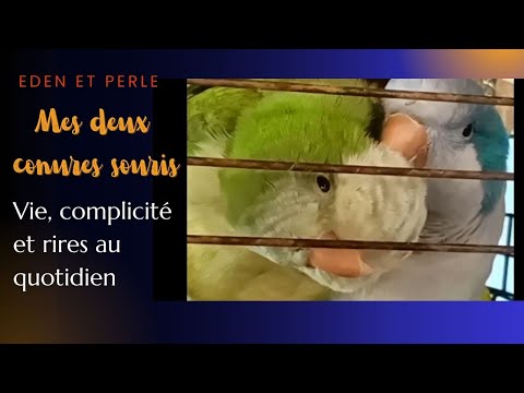 Mes deux conures souris : Eden et Perle – Vie, complicité et rires au quotidien