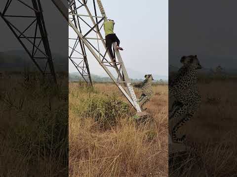 tiger attack ๐
๐
#shortsreels #shortsvideo #trending #viralreels #viralvideo