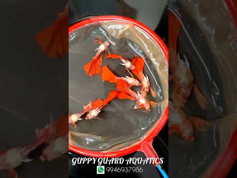 Fish..😭😭😭. #trending #guppy #reels #reelsinstagram #aquarium #viralvideos #video #kerala #karnataka