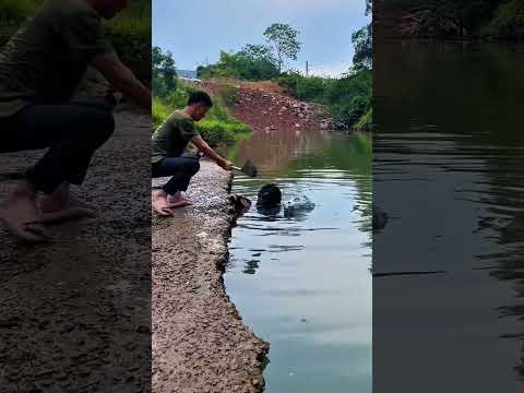 Face-to-Face with a River Monster ,Real Life Survival Showdown 21 #popular #more #survivalbattle
