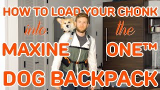 How To Load Your Chonk Into The Maxine One™ Dog Backpack (and attach the hip belt!)
