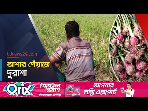 রাজবাড়ীতে পেঁয়াজ চাষ: লোকসানের শঙ্কায় চাষীরা | Rajbari Onion | @bdnews24