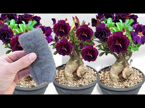 Só 1 bombril na rosa do deserto faz explodir de tanto crescer e florir (o ano todo)