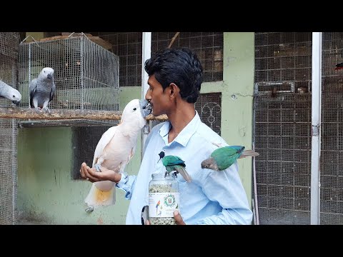 Surprising New Home For Manka The Moluccan Cockatoo / Best Bird Cage House For Keeping At Home.