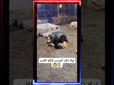 لولا ذكاء المدرب  #السائق #ضحك #فيديو #ريلز #ترند #اليوم #شاهد #كل #حيوانات  #جديد #كلب doghealth #l