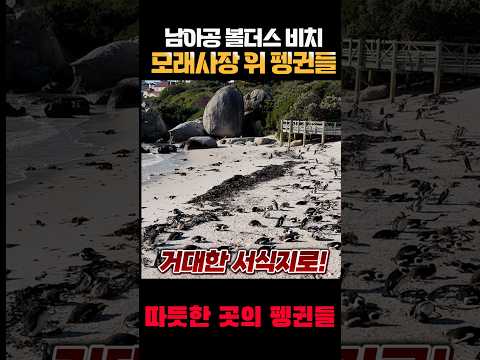 모래사장 위에서 살아가는 펭귄들