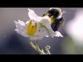 Bumblebee Buzz Pollination Concepts
