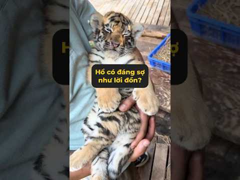 Hổ con bất ngờ tấn công loài hai chân từ phía sau #tangtuvien #shorts