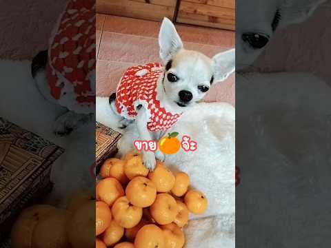ช้มจ้าา🍊ช้มหวานๆมาแล้วจ้าา🤗 #funnyanimals #สุนัขแสนรู้ #สุนัขตลก