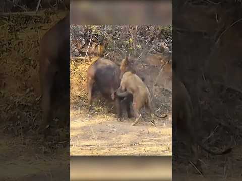 Lion's Final Fight Against Buffalo