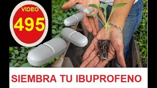 BUSCA ESTA PLANTA Y OBTENDRÁS IBUPROFENO NATURAL PARA CUANDO NO HAYA FARMACIAS(Manzanilla)
