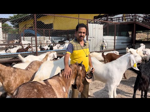 शांताई गोट फार्म | बोकड पालन | शेळी पालन | ईद साठी बोकड तयार करून विकतात | haitech goat farm