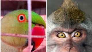 Mithu Beta is live #talkingparrot #indianringneckparrot #funny