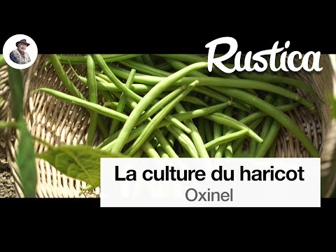 Oxinel une variété de haricots verts productive et résistante