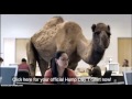 Geico Advertisement Analysis