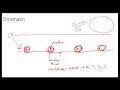 Cell Division Concepts and Processes