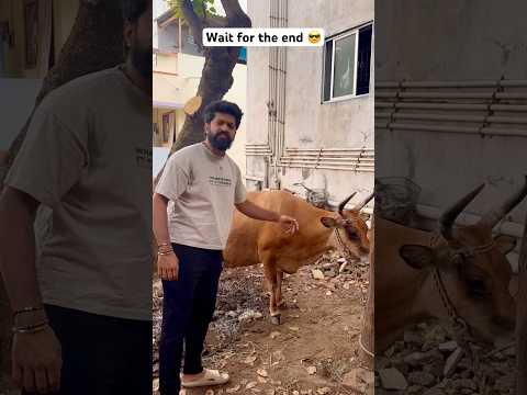 My Cow Features 🤣 wait for the end 😜😂 #vivekjadoo #deepikavivek #vivekjadoodeepika