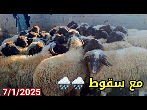 مباشرة من الثلاثاء أزرو 🤲🌧️ 7/1/2025 أثمنة الخروف البرݣي والنبات حولي النعجة خروفة ماعز فرجة ممتعة