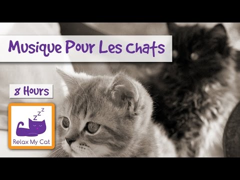Musique de relaxation pour votre chat ou chaton