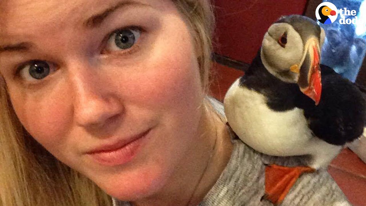 Rescued Puffin Spoiled By New Mom